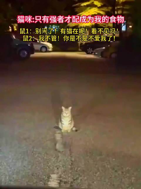 猫，强者的味道