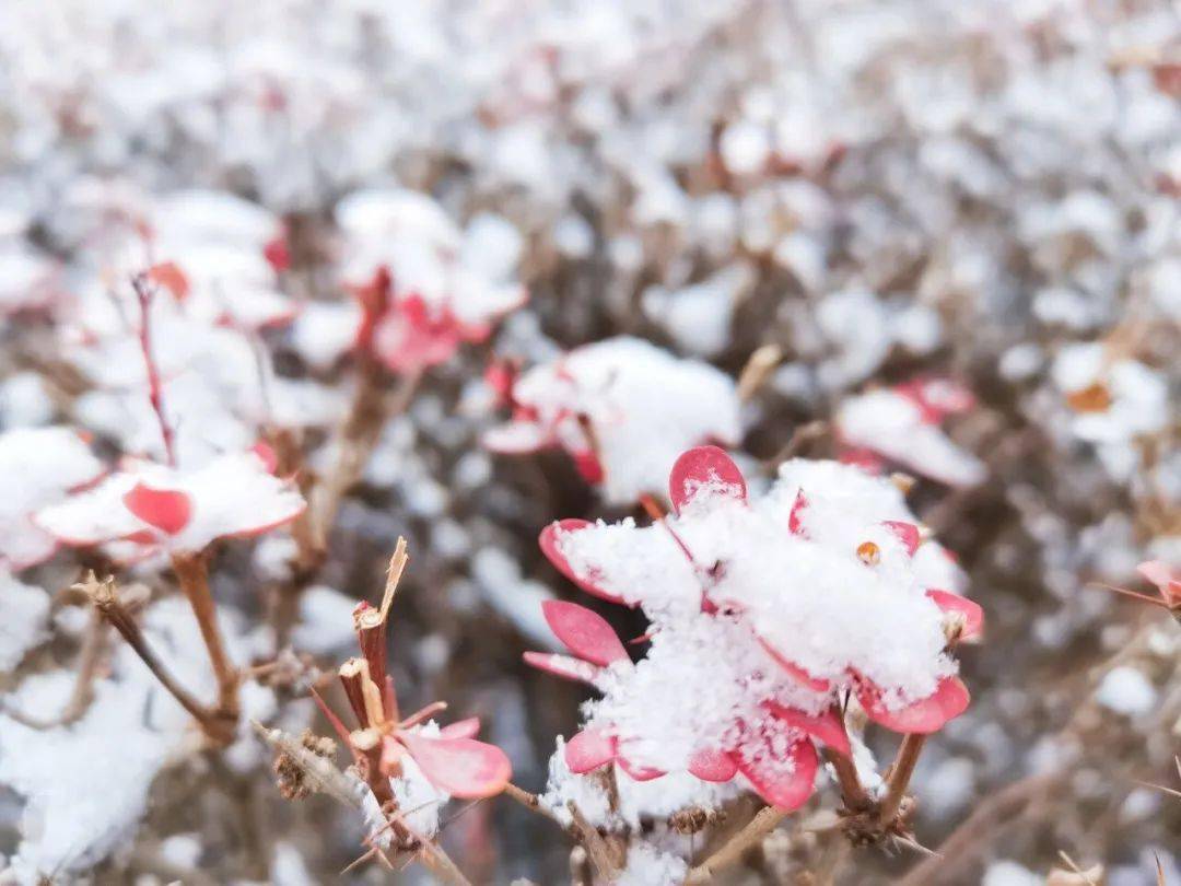 冬去春会来，雪化花会开