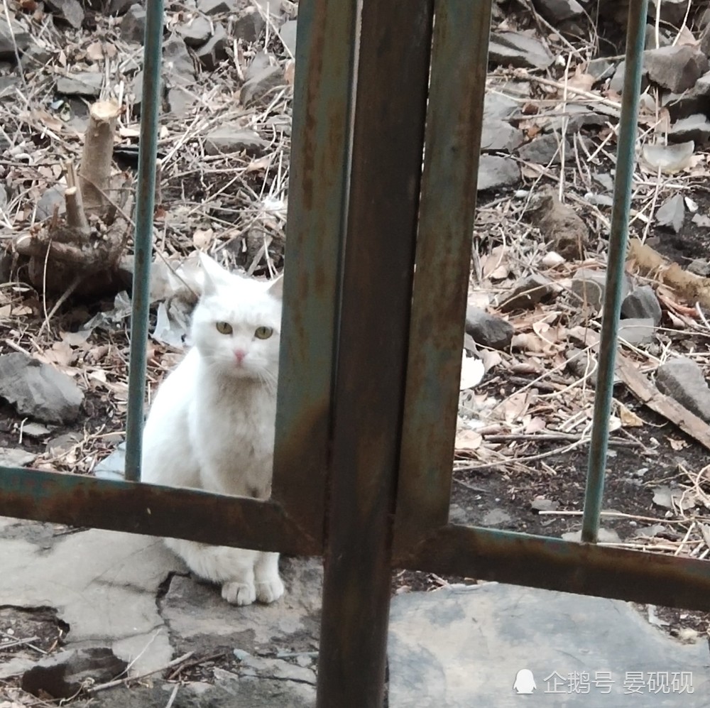 男子时隔六年归乡，老猫依旧忠诚守家——一段跨越时空的温馨故事