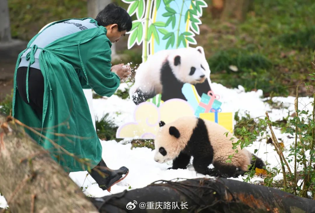 惊！熊猫莽灿灿突遭意外，伤势牵动全港人心！