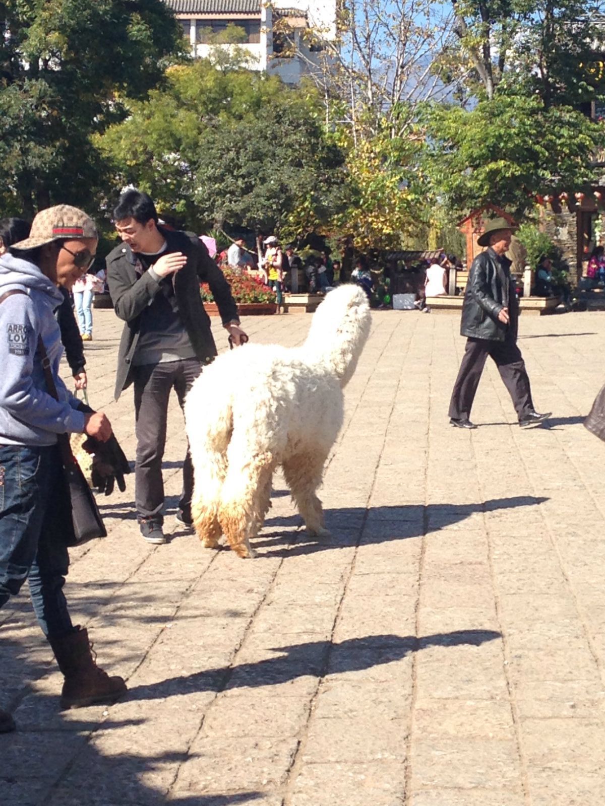 震惊！街道办紧急回应马帮旅拍当街爆踢羊驼事件，背后真相令人愤怒！