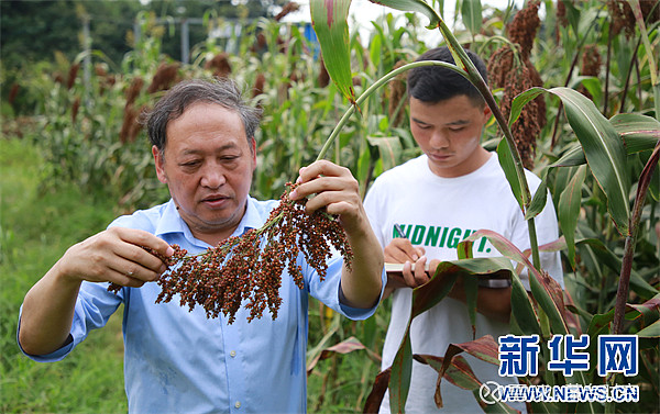 惊！贪官竟将茅台埋地种玉米，背后暗藏惊天秘密！